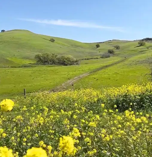 Lime Ridge Open Space-Locations in Concord for Stunning Pregnancy Photos